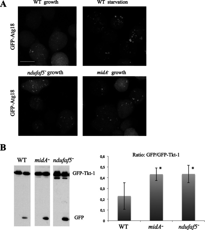 FIGURE 6: