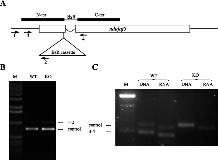 FIGURE 1: