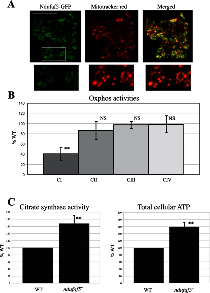 FIGURE 3: