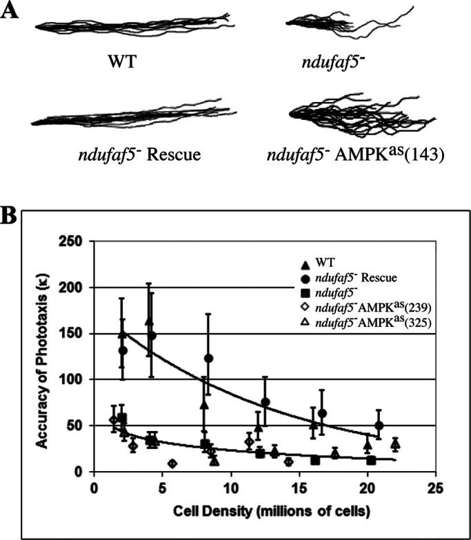 FIGURE 5: