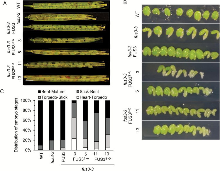 Fig. 7.