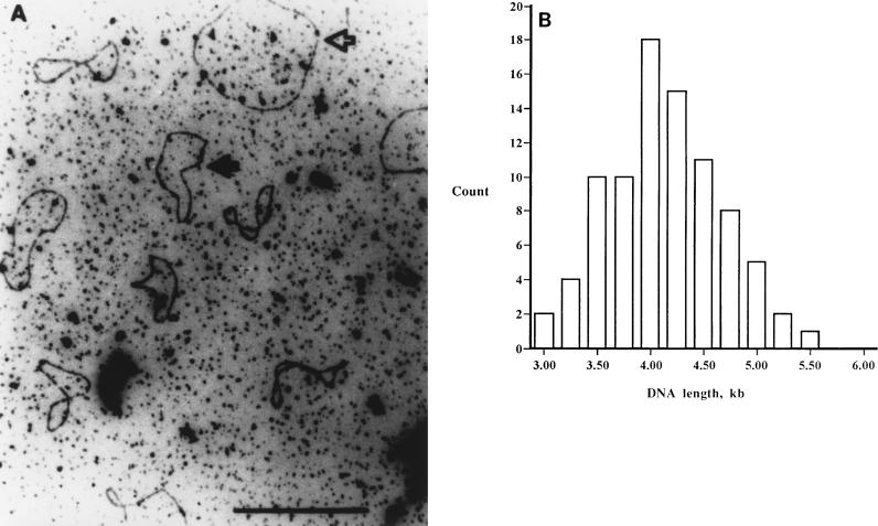 FIG. 1