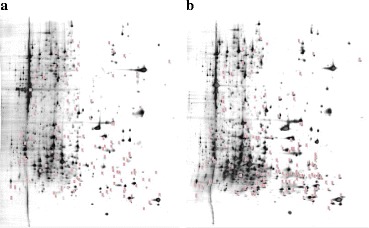 Fig. 11