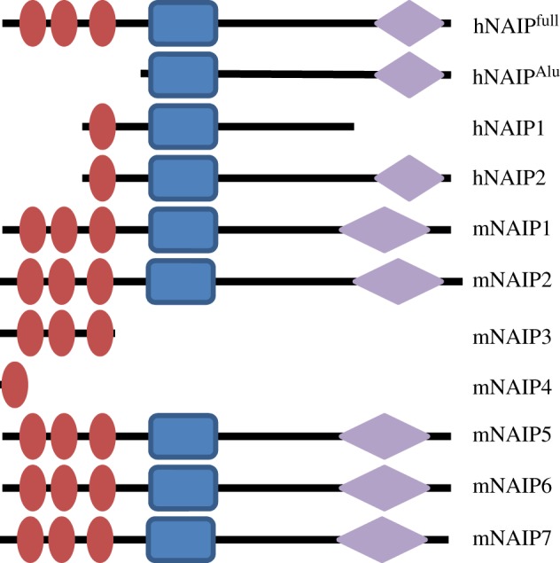 Figure 3.