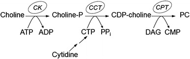 Fig. 1