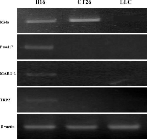 Fig 1.