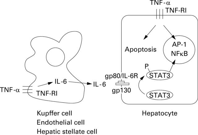 Figure 2  