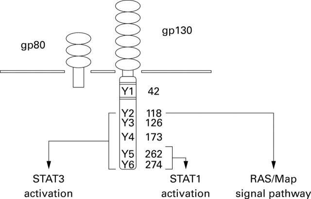 Figure 1  