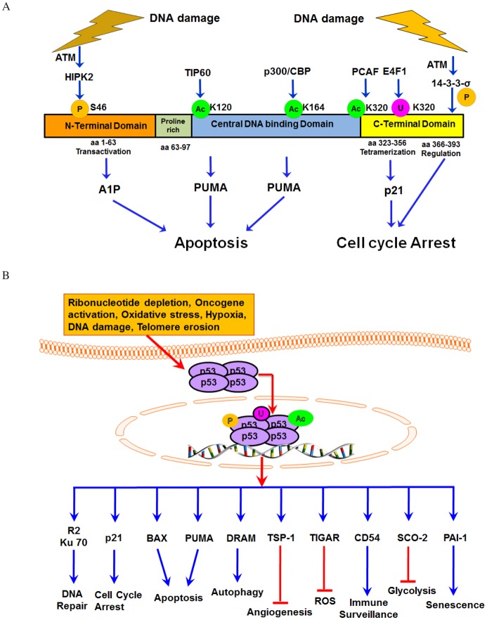 The MDM2-p53 pathway revisited - PMC