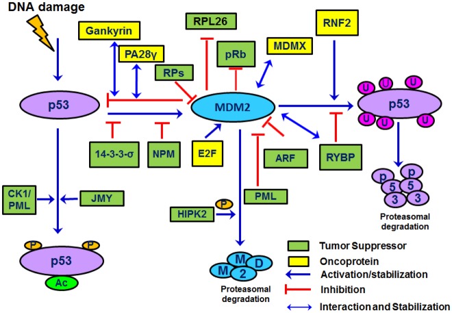 The MDM2-p53 pathway revisited - PMC