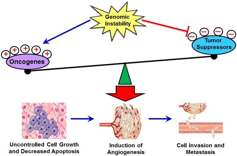 The MDM2-p53 pathway revisited - PMC