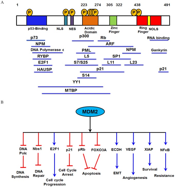 The MDM2-p53 pathway revisited - PMC