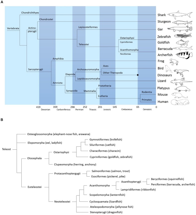 FIGURE 1