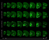 Figure 1—figure supplement 6.