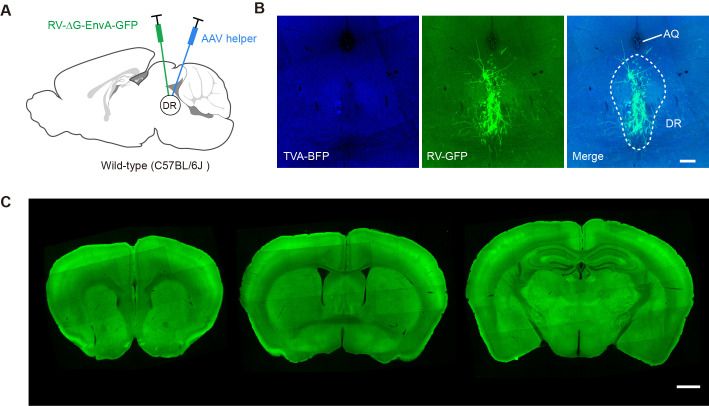 Figure 1—figure supplement 5.