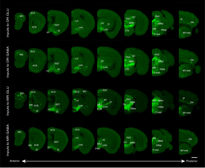 Figure 1—figure supplement 6.