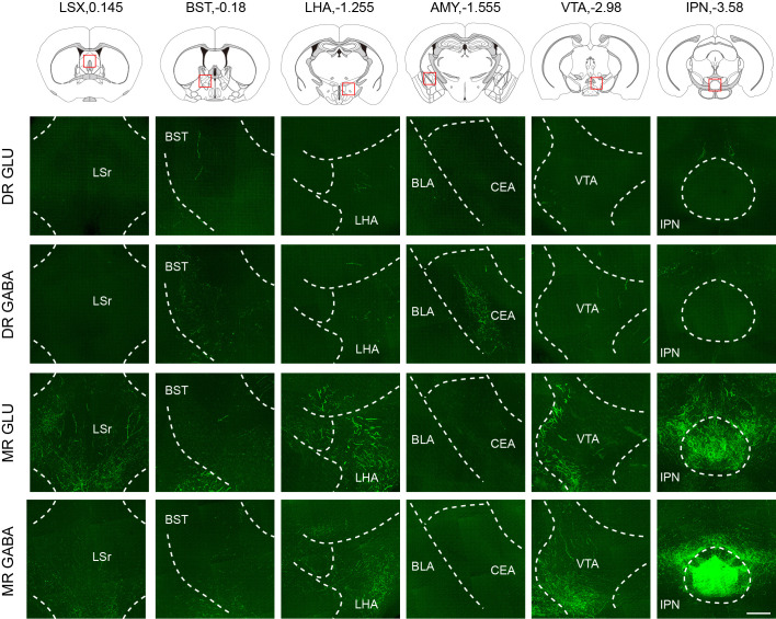 Figure 4—figure supplement 2.