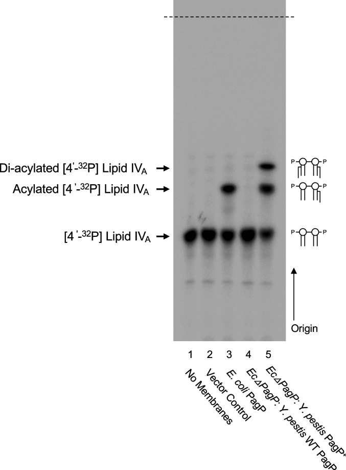 Fig. 5.