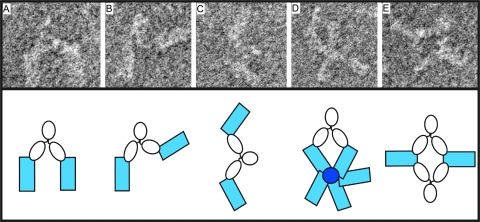 Fig 3