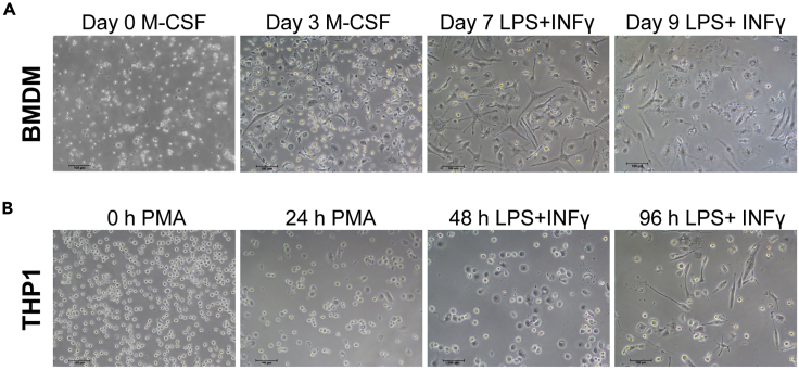 Figure 2