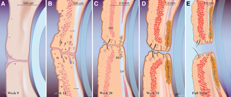 FIG. 2.