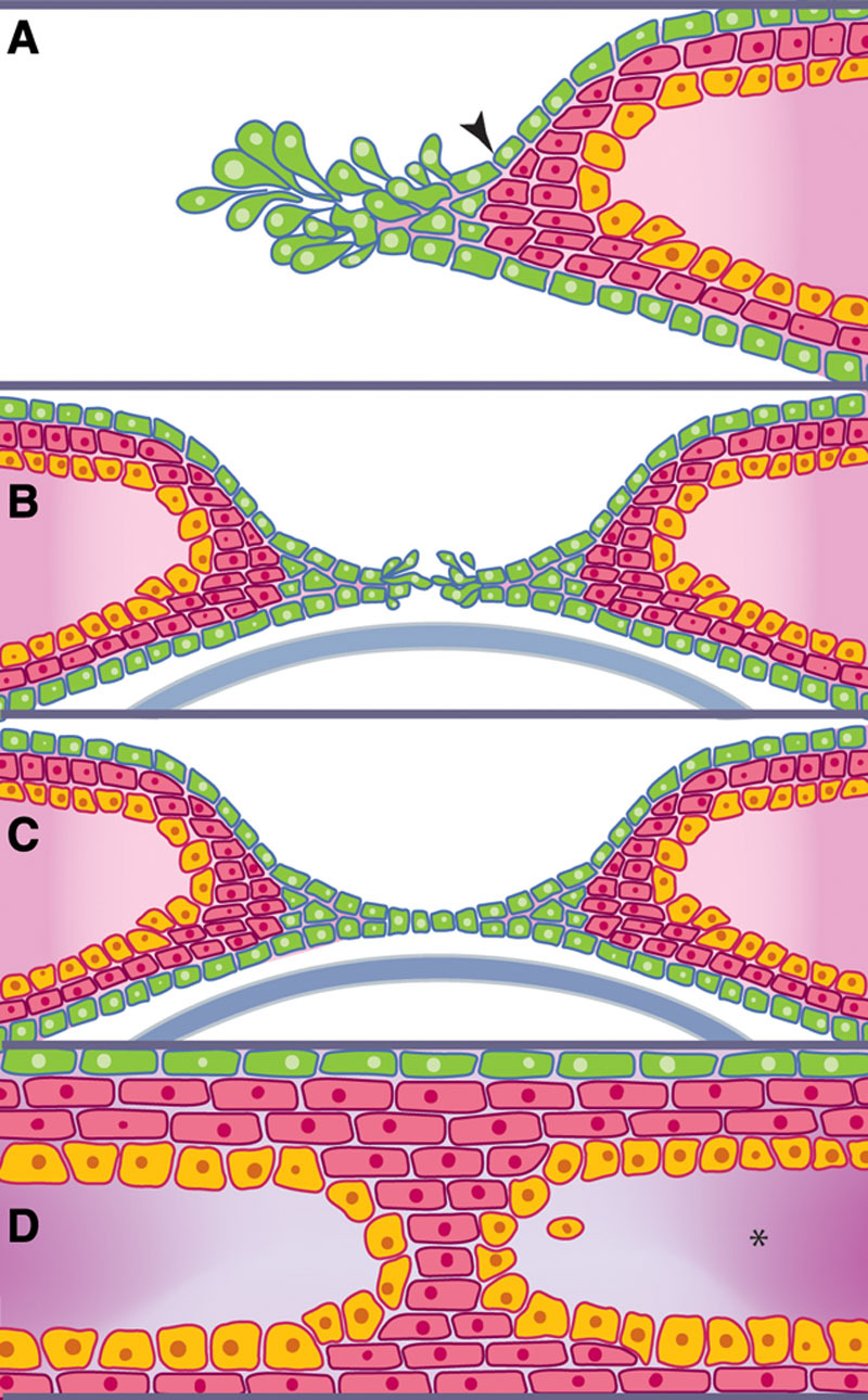 FIG. 1.