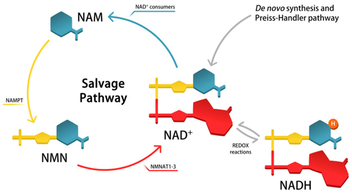 Figure 2.