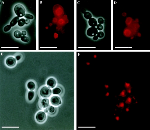 FIG. 7.