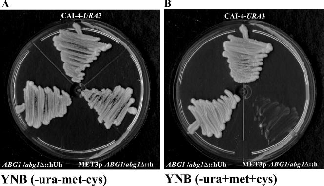 FIG. 4.