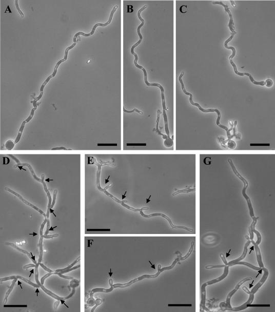 FIG. 6.