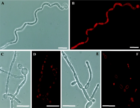 FIG. 8.