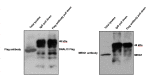 Figure 1—figure supplement 1.