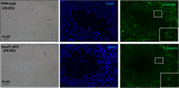 Figure 11—figure supplement 2.