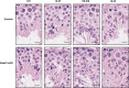 Figure 7—figure supplement 2.