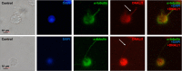 Figure 11—figure supplement 3.