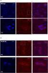 Figure 4—figure supplement 1.