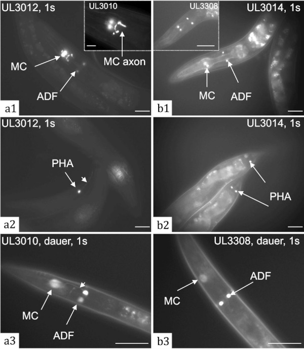 FIG. 3