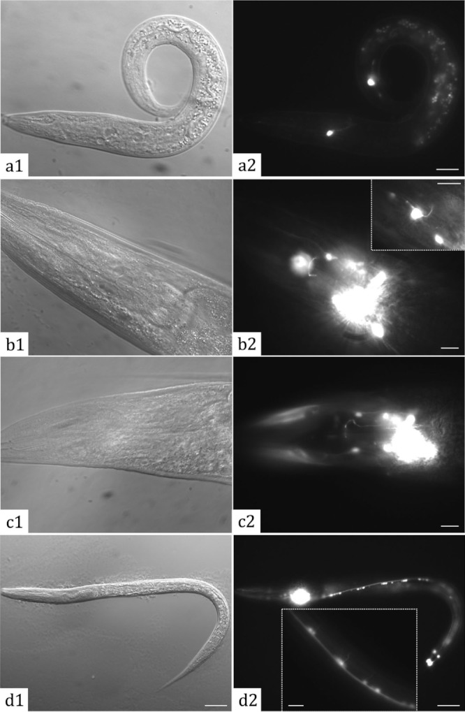 FIG. 7