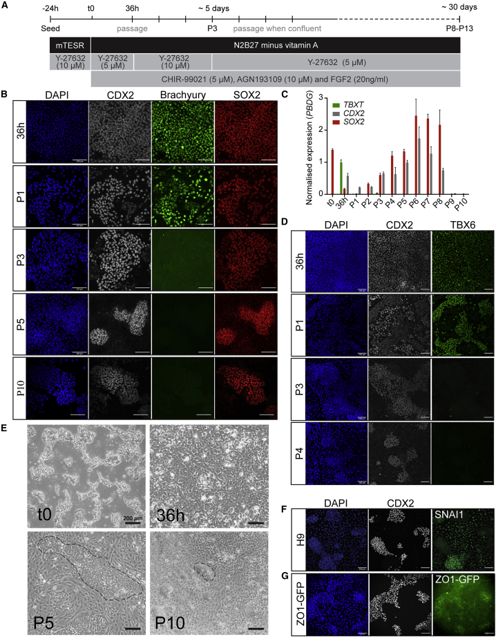 Figure 2