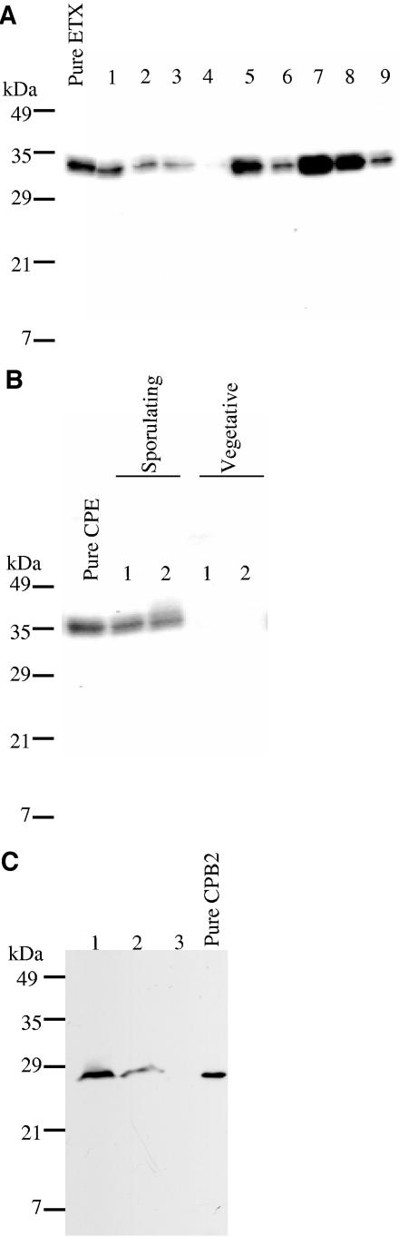 FIG.2.