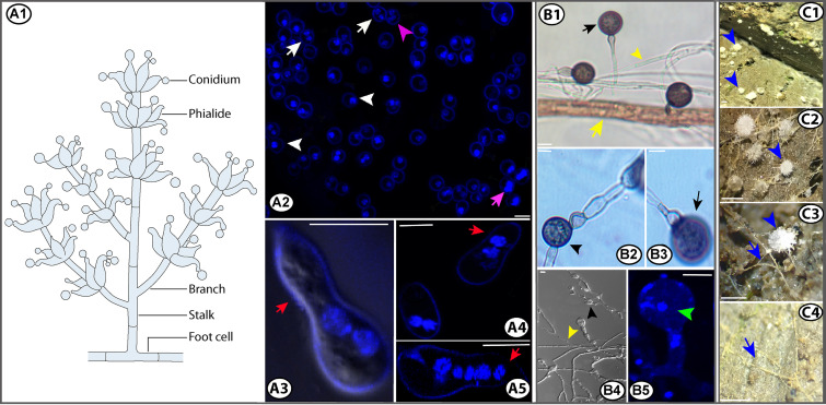 FIG 4