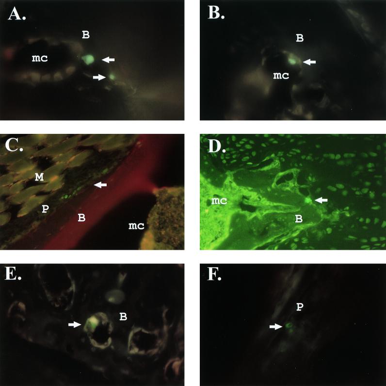 FIG. 3