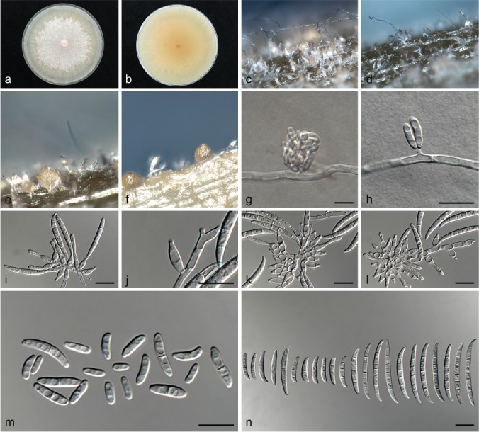 Fig. 7.