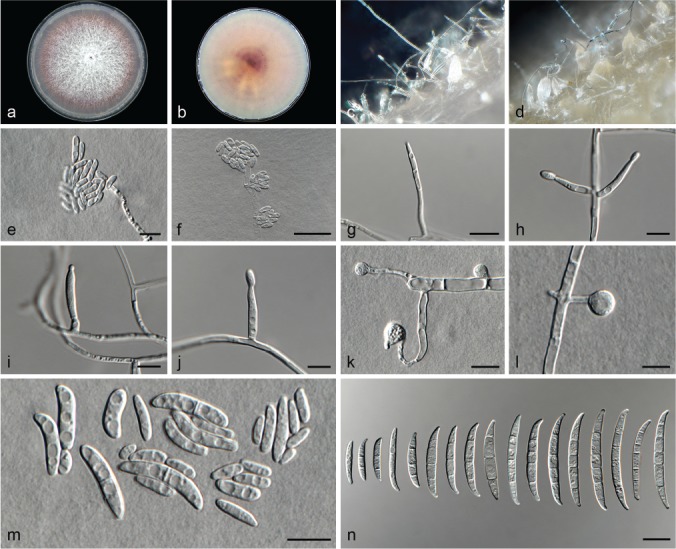 Fig. 17.