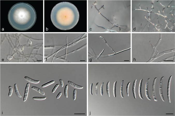 Fig. 10.