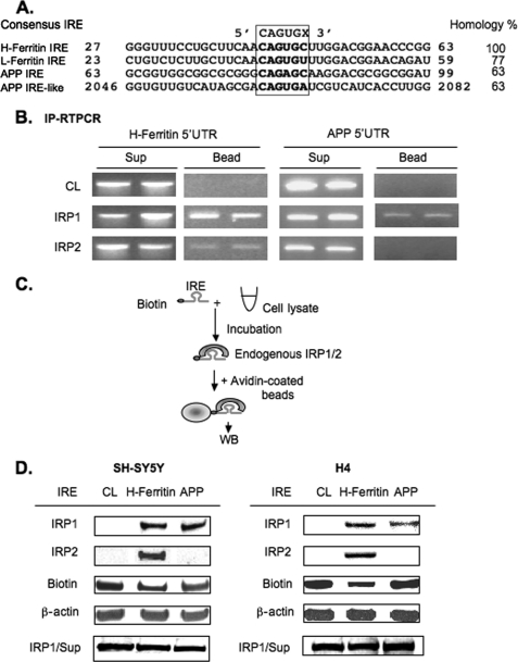 FIGURE 1.