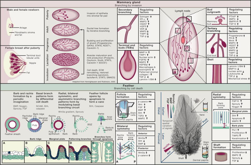 graphic file with name nihms674391f1.jpg