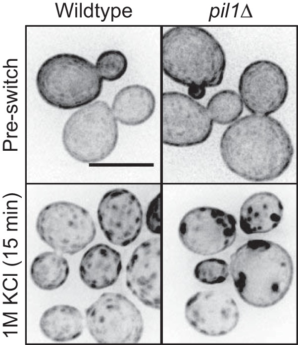 FIGURE 9.