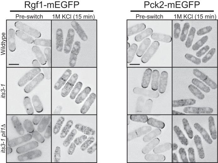 FIGURE 11.