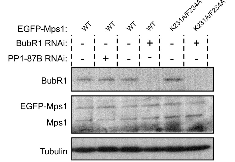 Figure 3—figure supplement 2.